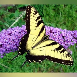 Meet your Posher, Angie